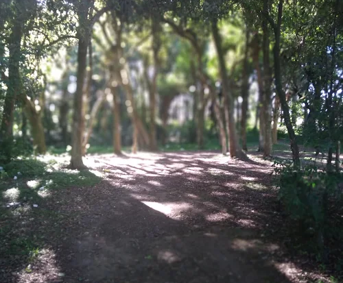 Bosque do Vovô